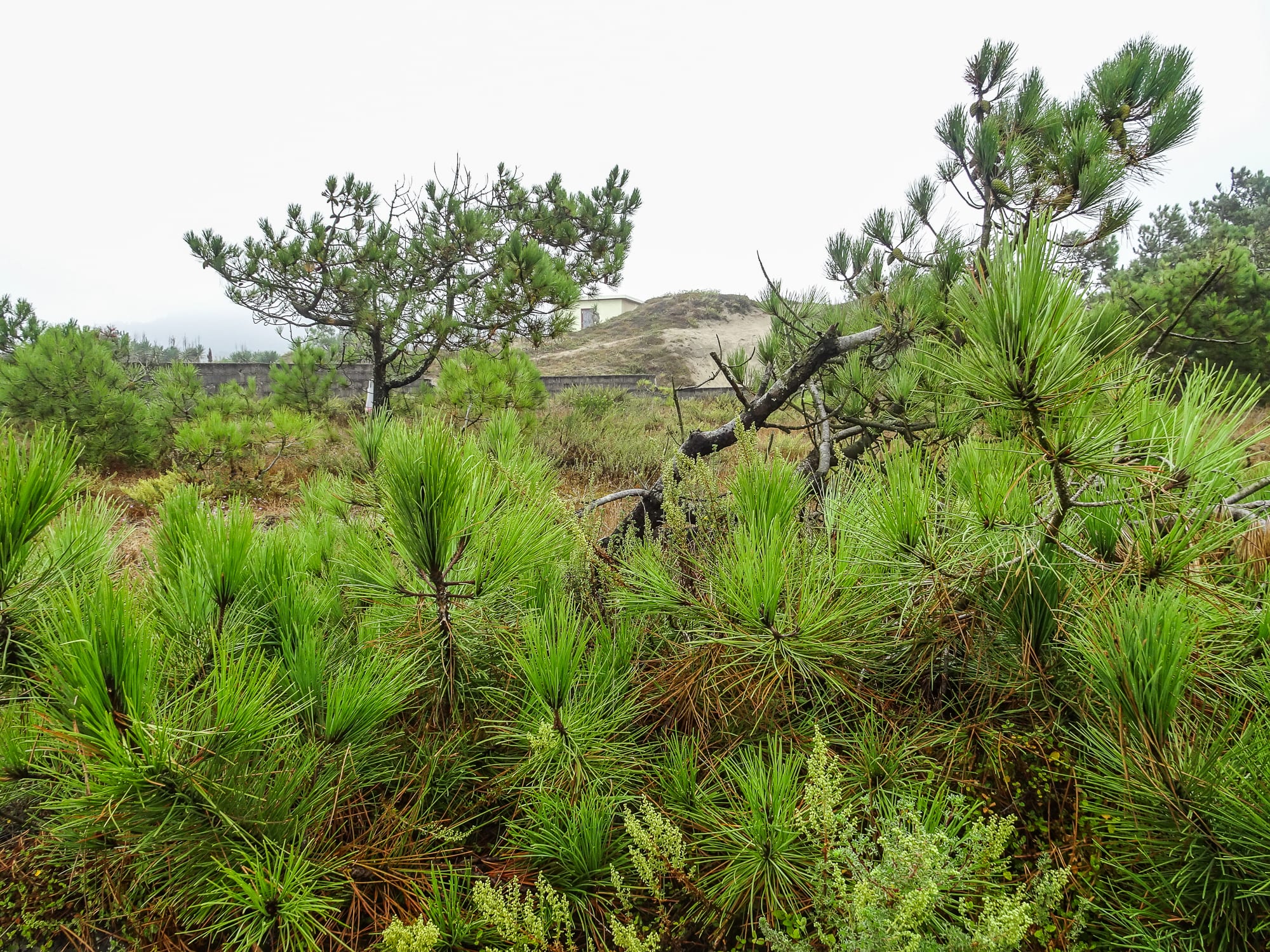 Nadelgewächs am Jakobsweg Portugal