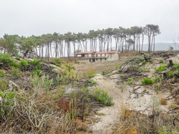 abgebrannter Wald an der Rua das Dunas am Jakobsweg Portugal