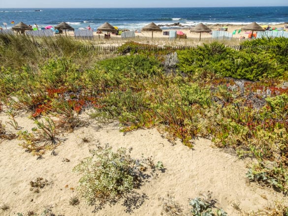 Strand und Pflanzenflechte am Jakobsweg Portugal