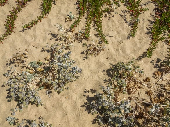 Sand und Pflanzenflechte am Jakobsweg Portugal