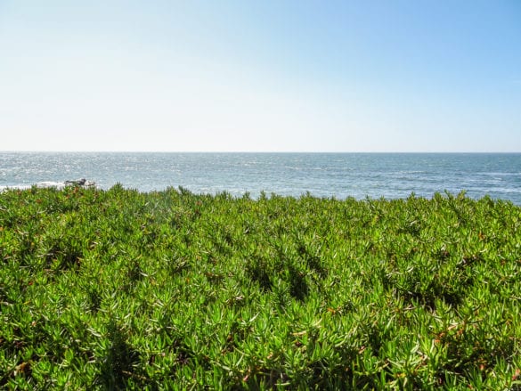 Natur pur an der Atlantikküste am Jakobsweg Portugal