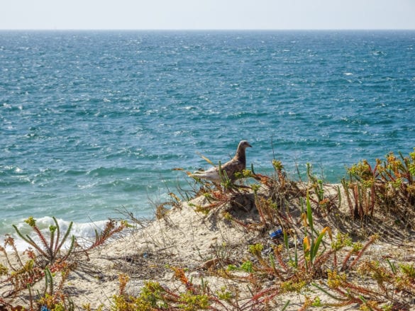türkisfarbenes Meer und Taube am Jakobsweg Portugal