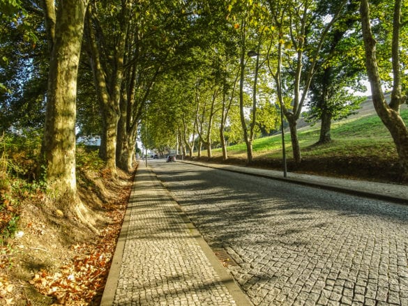 Allee in Valença am Jakobsweg Portugal