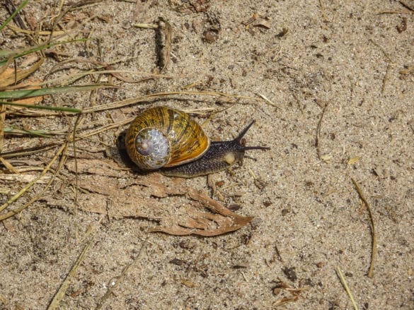 Schnecke am Jakobsweg Portugal