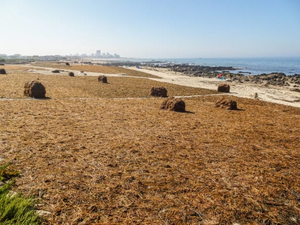 Mit Algen übersähter Strandabschnitt am Jakobsweg Portugal