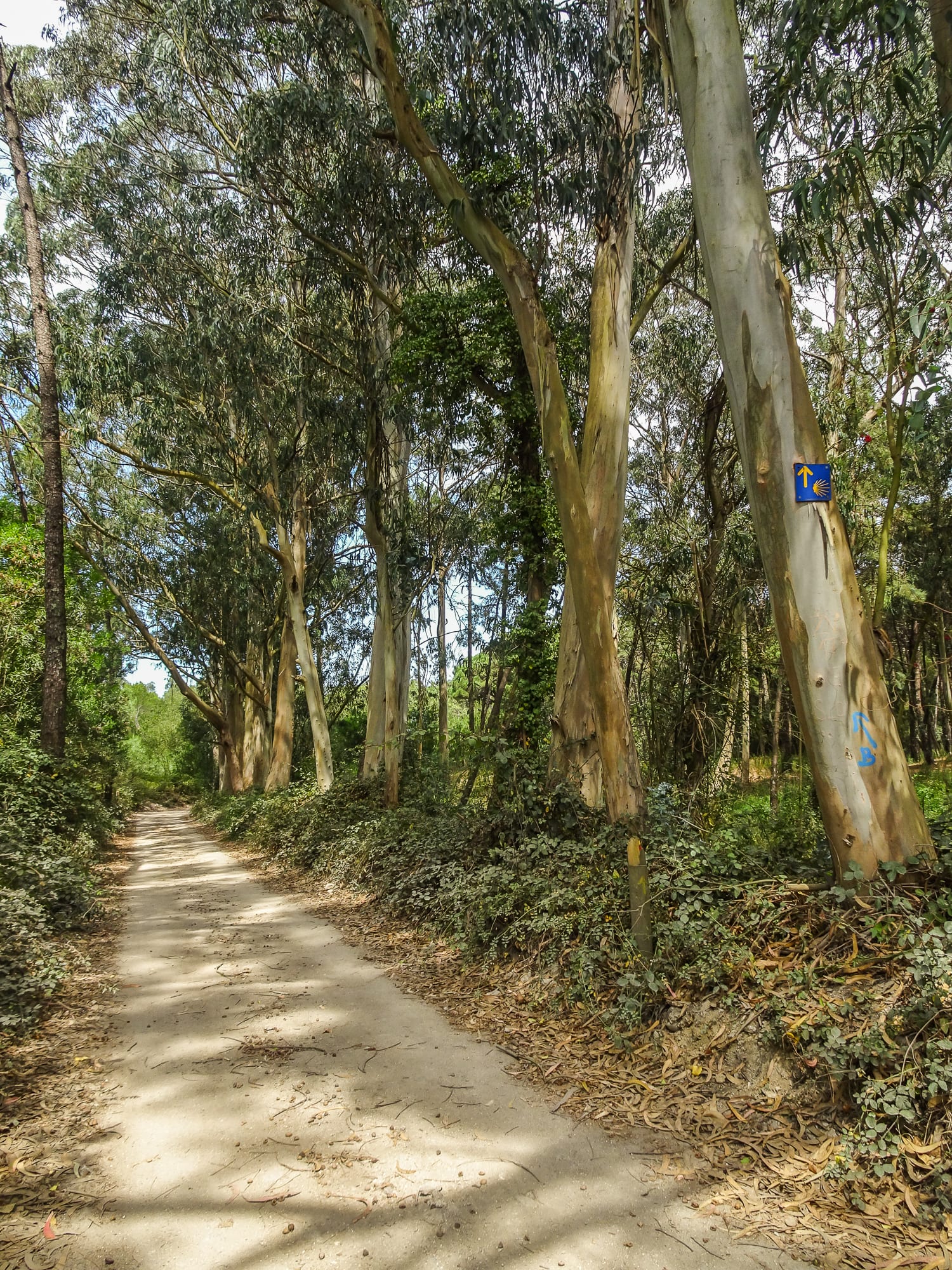 Waldweg vor Fão am Jakobsweg Portugal