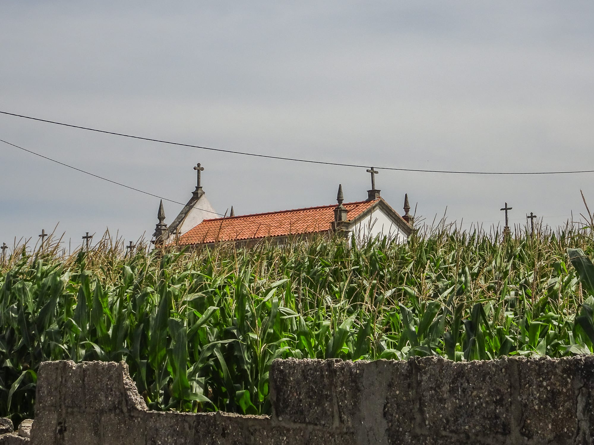 Kirche hinter Maisfeld vor Fão am Jakobsweg Portugal